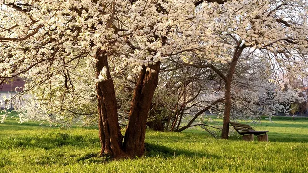 Weiße Frühlingsblumenbäume
