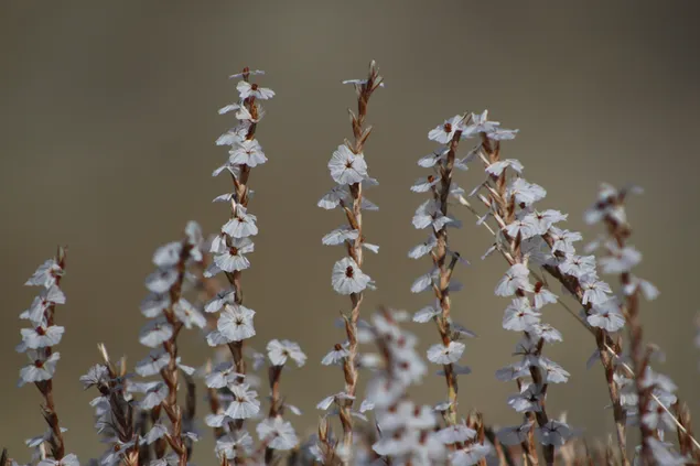 Weiße kleine Blüten Astragalus