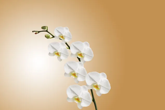 Weiße Orchideen Zierpflanze
