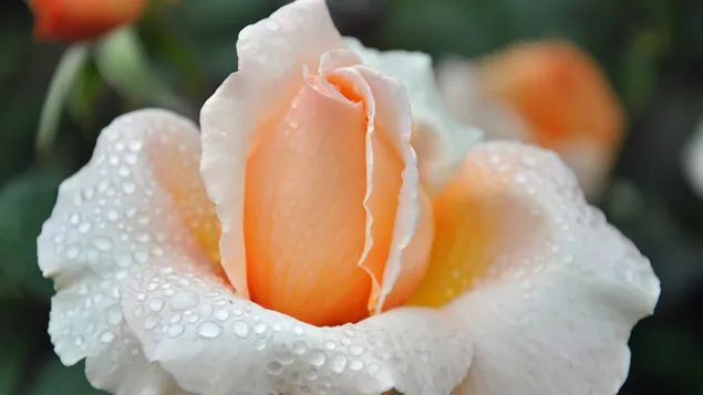 Weiße Rose und Wassertropfen