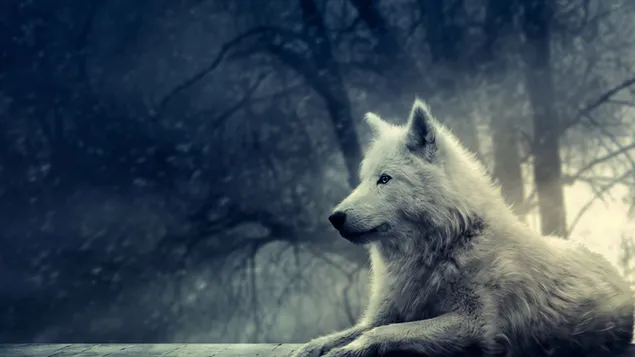 Weißer Wolf herunterladen