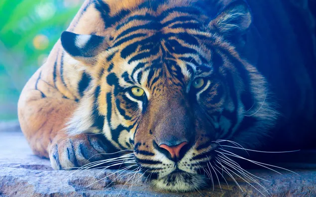 穏やかな大きなオレンジ色の虎