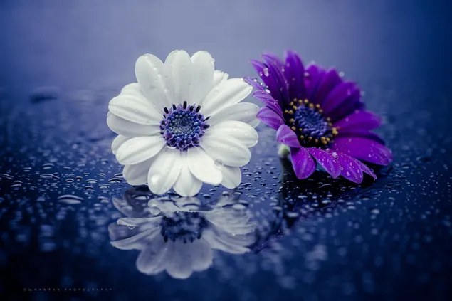 Nasse lila und weiße Gänseblümchen 2K Hintergrundbild