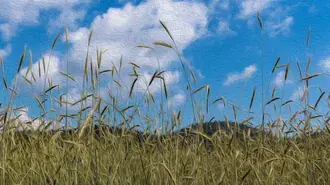 Płótno z pola pszenicy 4K tapeta