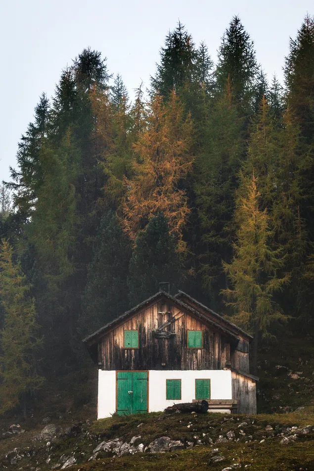 Casa de fusta blanca i marró al mig del bosc baixada