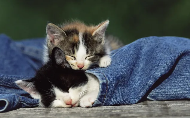 Wit-grijze tabby kittens
