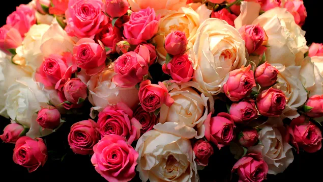 White and pink roses