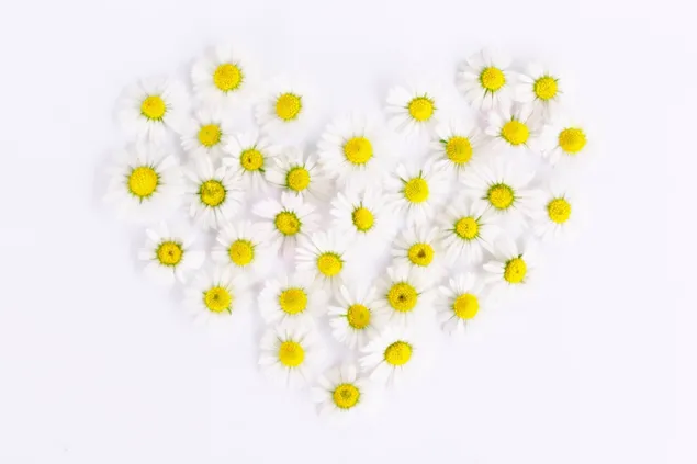 Bunga Daisy putih dan kuning terbentuk di hati unduhan