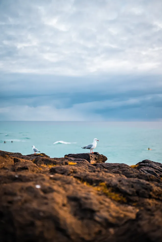 Weißer Vogel auf braunem Felsen in der Nähe von Gewässern 4K Hintergrundbild