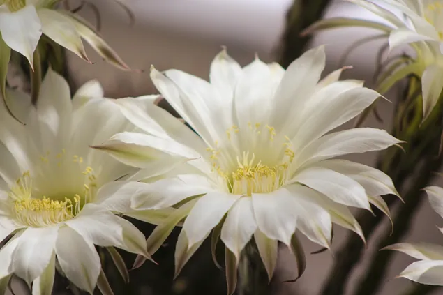 白いサボテンの花 4K 壁紙