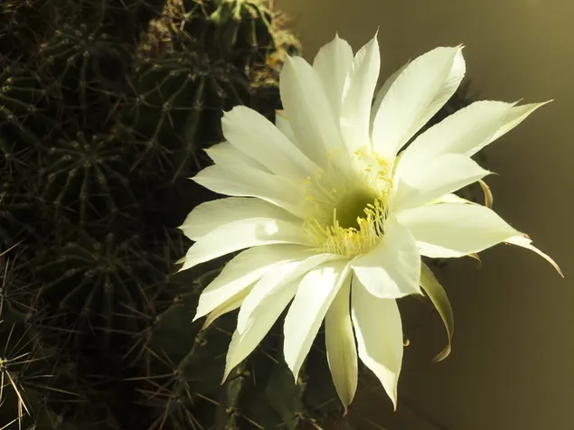 d`kaekhkhtassiikhaaw daawnohld