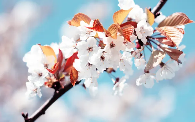 Weiße Kirschblüten auf dem Ast 2K Hintergrundbild