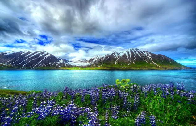 Awan putih di atas puncak gunung bersalju dan bunga berwarna-warni terbangun di musim semi di tepi danau