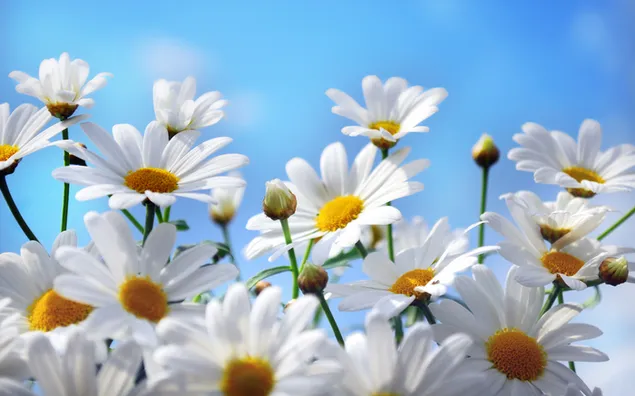 Pemandangan bunga aster berwarna putih unduhan