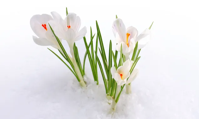 Weiße Krokusblumen im Schnee herunterladen