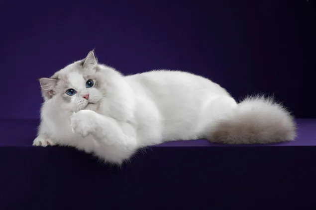 Witte schattige kat zit en wil zijn poot likken download