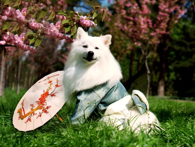 White cute dog dressed in clothes next to an umbrella in the garden