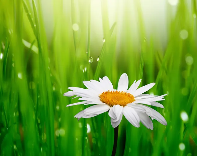 Weiße Gänseblümchenblume 4K Hintergrundbild