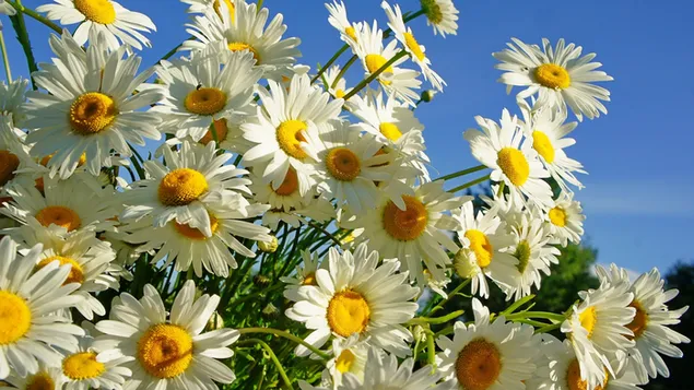 Hvide tusindfryd blomster om sommeren download