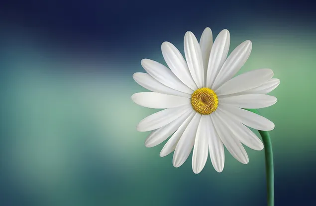 Bunga aster putih dengan latar belakang kabur unduhan