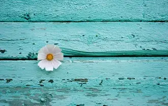 Margarita blanca sobre piso de madera turquesa 4K fondo de pantalla