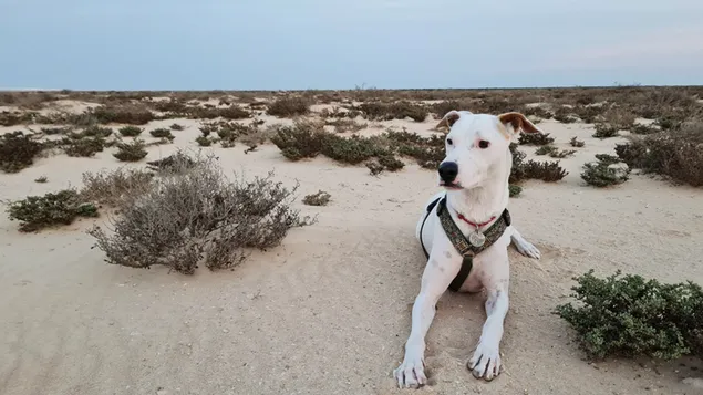 Hvid hund i ørkenen download