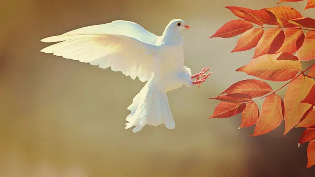 Bijeli golub lovi golubove preuzmi
