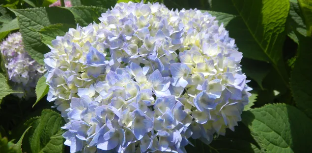 witte bloem download