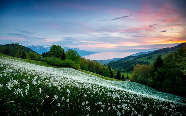 Weißes Blumenfeld 2K Hintergrundbild