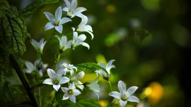 White flowers in the forest 2K wallpaper