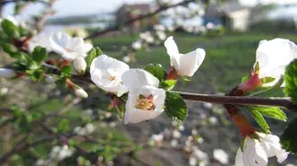Flores blancas en la rama 2K fondo de pantalla