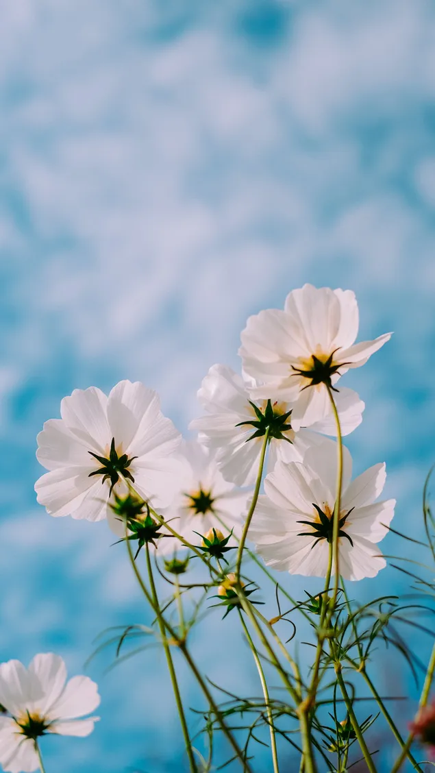 Weiße Blüten im Frühling im Freien 2K Hintergrundbild