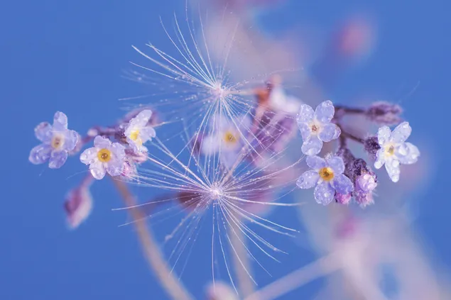 White Forget me not and Dandelion flowers