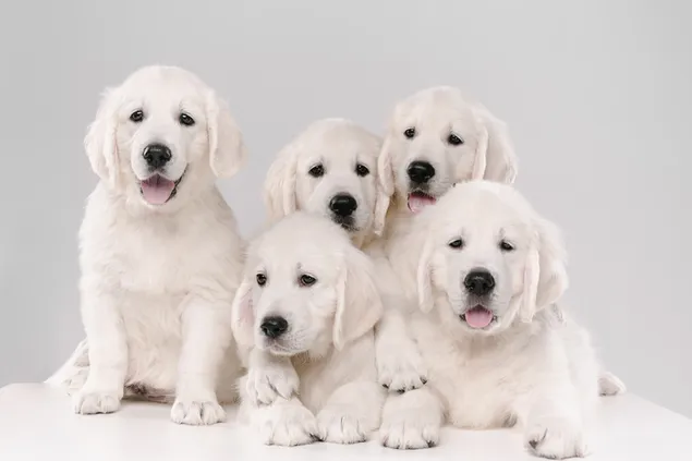 Cachorros de oro blanco 4K fondo de pantalla