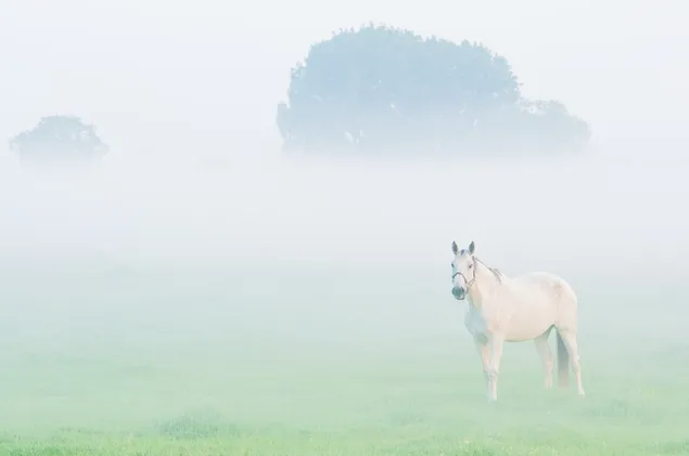 Wit paard op bomen en gras in mist 2K achtergrond