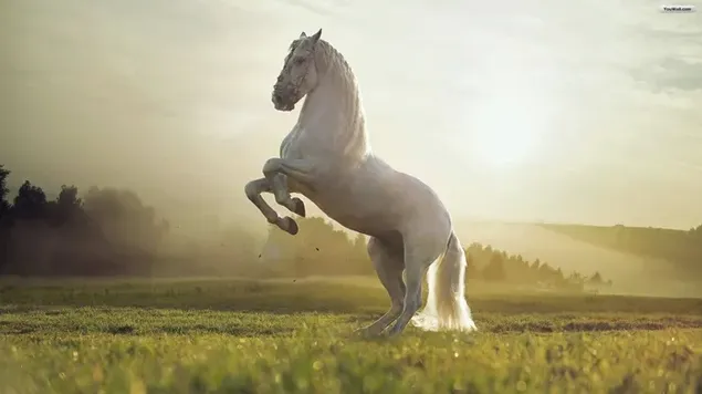 Wit paard steigerend op gras in de buurt van bomen in mist op zonnige dag download