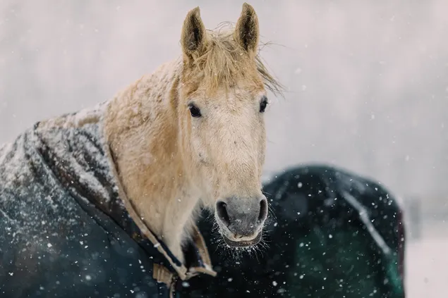 svs lbn mtkht lptyty shlg hvrd