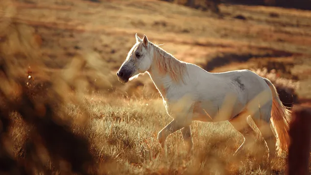 White Horse download