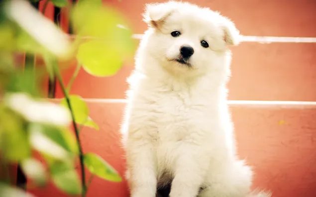 Witte Indiase spitz-puppy HD achtergrond