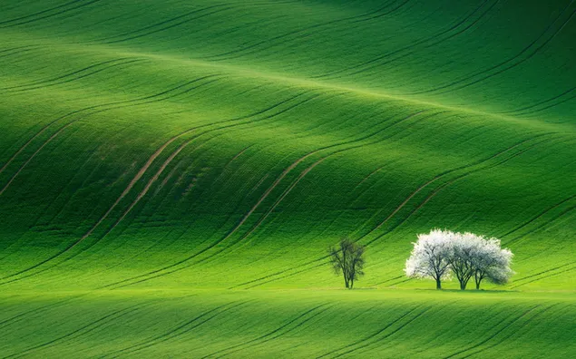 緑の草で覆われたフィールドのすべてのフィールドの白い葉の木と小さな木 2K 壁紙