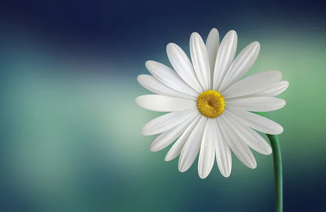 White Marguerite Flower download