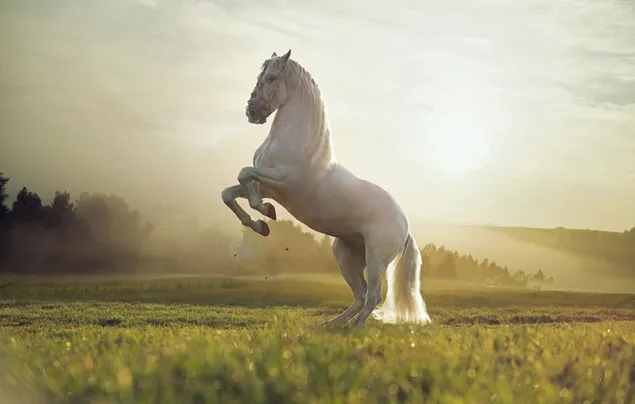 Wit nobel dierlijk paard dat op gras steigert met bos en bewolkte luchtfoto in mist download