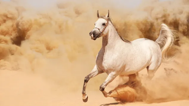 Caballo noble blanco corriendo sobre las arenas del desierto descargar