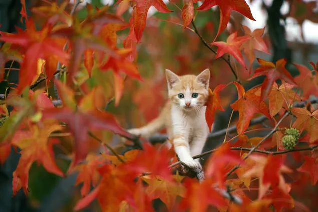Gatito naranja blanco sube a un árbol