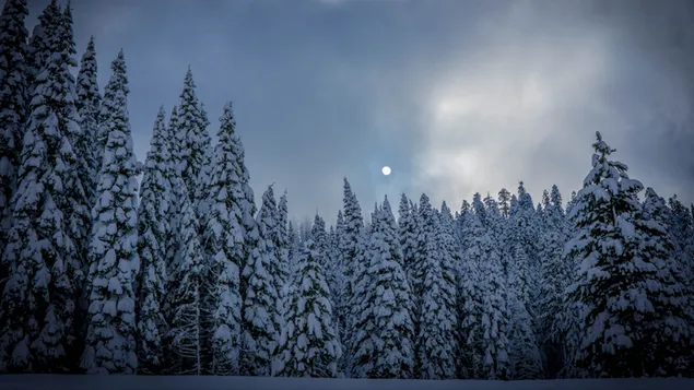 pinos blancos 4K fondo de pantalla