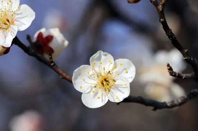 Makrofotografie der weißen Pflaumenblume 6K Hintergrundbild