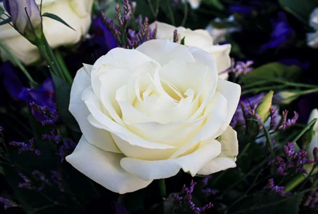 Bai Mei Gui Te Xie  Xia Zai