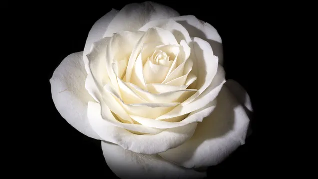 Weiße Rose auf schwarzem Hintergrund HD Hintergrundbild