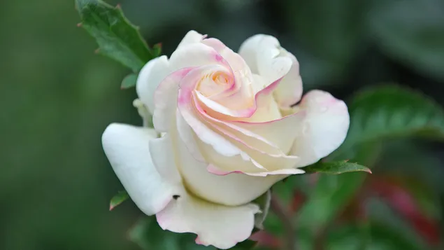 Uitzicht op witte roos
