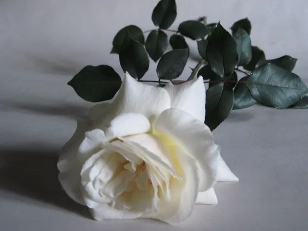 Weiße Rose mit dunklen Blütenblättern 4K Hintergrundbild